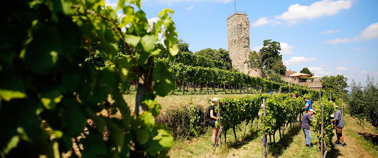 2630-lagen-schlossberg-team-arbeitet Weingut Lebenshilfe Bad Dürkheim