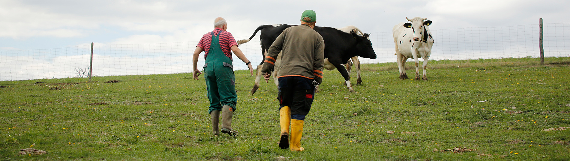 Biohof_slider-05 Kühe Kleinsägmühlerhof Altleiningen
