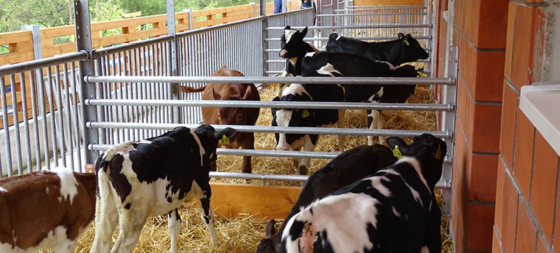 Kälber Einzug Stall