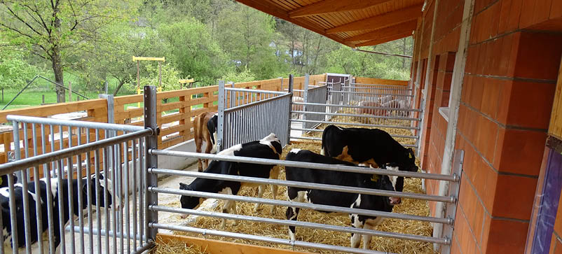 Kälber Einzug in neuen Schweine und Kälberstall