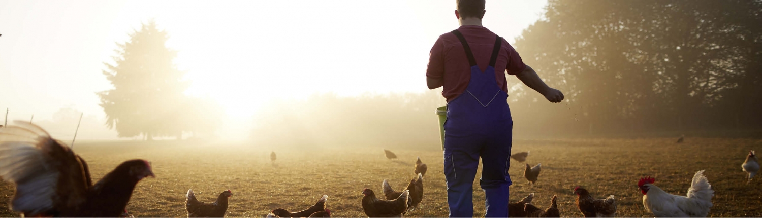 Eier Kleinsägmühlerhof