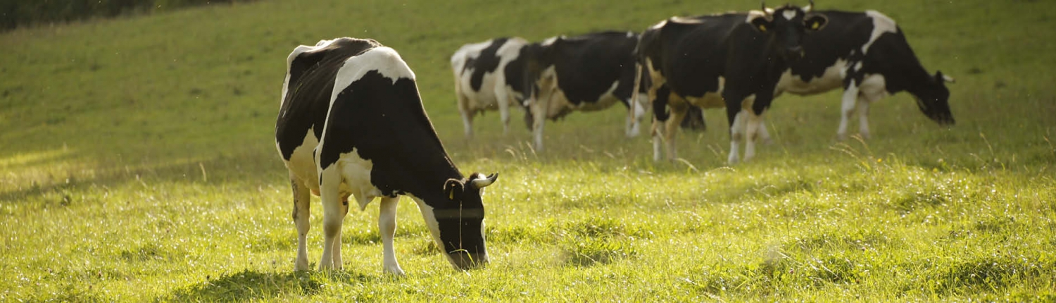 Headbild Fleischprodukte