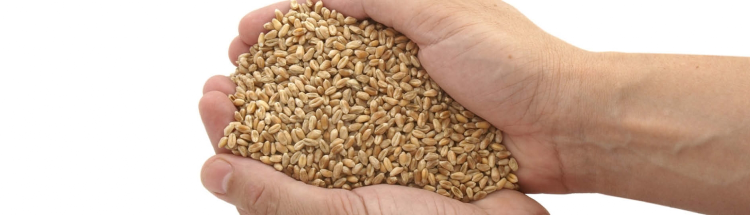 Headbild getreide