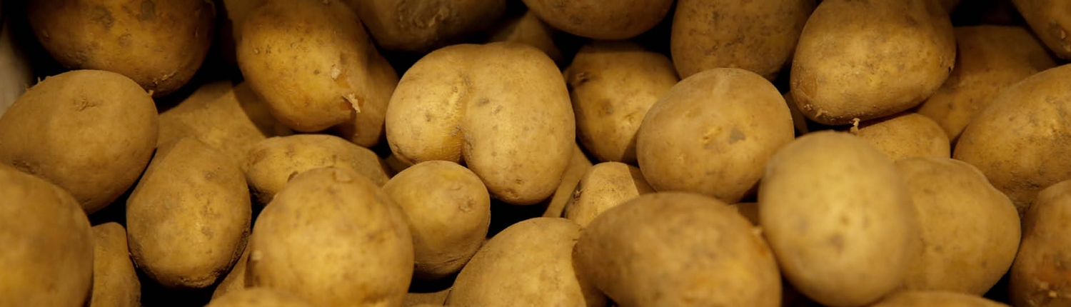 Kartoffeln produkte Kartoffeln Kleinsägmühlerhof Altleiningen