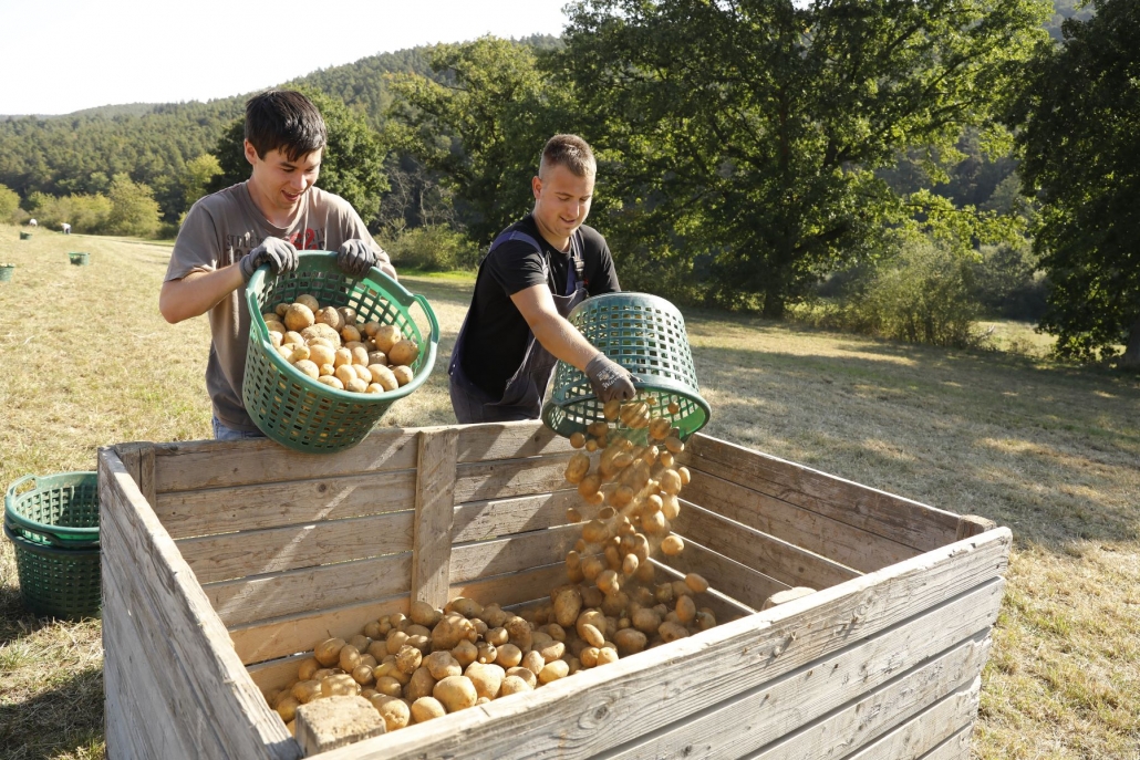 Bauernhof wir Kartoffelernte Kleinsägmühlerhof Altleiningen