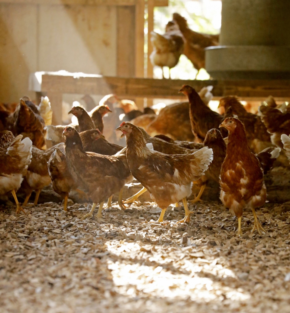 Kleinsägmühlerhof Hühner Kleinsägmühlerhof Hühner