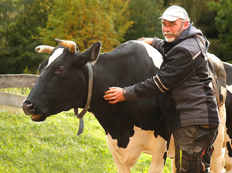 Kuh Kleinsägmühlerhof Altleiningen