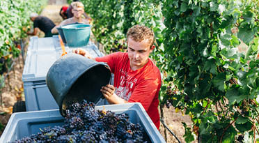 Traubenlese Weingut Lebenshilfe Bad Dürkheim
