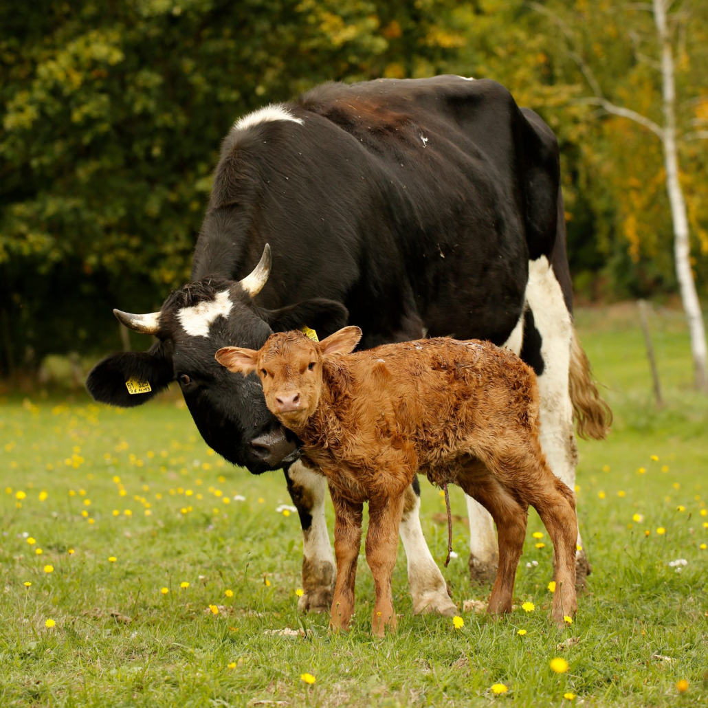 Kühe auf dem Hof Kühe auf dem Kleinsägmühlerhof