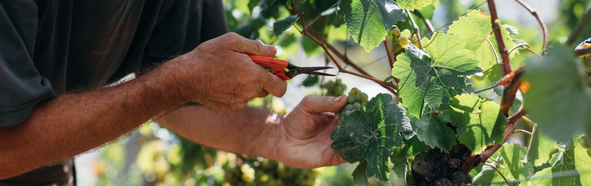 Dürkheimer Hochbenn