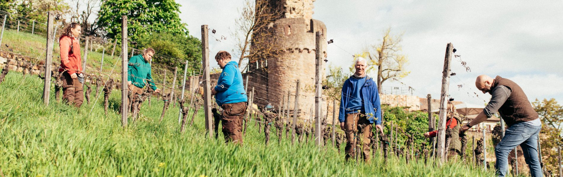 Wachenheimer Schlossberg