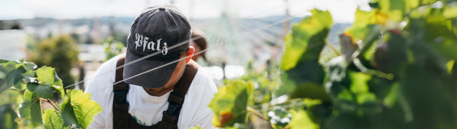 Weingut - Reben Header - Reben